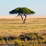 03902_umbrellathorn_3440x1440