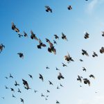 flock-of-birds-3440×1440